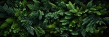 Fototapeta  - Forest Green, Hd Background, Background For Computers Wallpaper