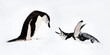 Chinstrap penguins (Pygoscelis antarctica) displaying, Half-Moon Island, South Shetland Islands, Antarctica 