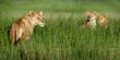 African lioness (Panthera leo) with cubs age four months cubs at Big Marsh, near Ndutu, Nogorongoro Conservation Area / Serengeti National Park, Tanzania.(digitally stitched image) 