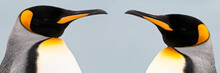 RF -Two King penguins (Aptenodytes patagonicus) head to head, South Georgia, South Atlantic. (digitally stitched image) 