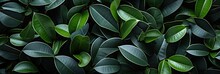 Rubber Tree Leaves , Best Website Background, Hd Background, Background For Computers Wallpaper