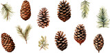 Fototapeta  - Set watercolor Christmas pine cones on white background.