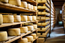 A Large Production Room Filled With Many Racks And Shelves With Different Types Of Cheese. The Cheese Matures In A Special Room At The Factory. Cheese Production And Storage.