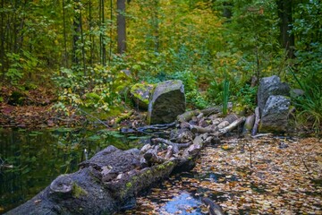 Wall Mural - Autumn in the forest. Fallen tree in the water among yellow leaves