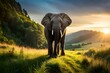Forest elephant sun rays nature photography picture photo artwork design illustration model animal in the wild forest the king of the hills in the jungle, and blue sky in the background