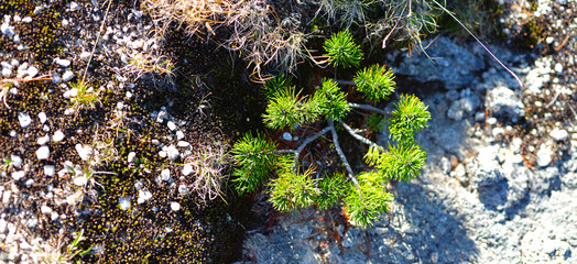 Poster - Lush, textured moss and lichen covering an old forest surface, creating a beautiful and vibrant green landscape.