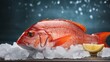 Fresh red sea bass fish with ice and lemon on dark background.