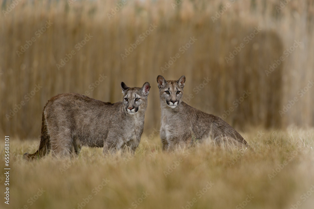 Cougar (Puma concolor), also commonly known as the mountain lion, puma ...