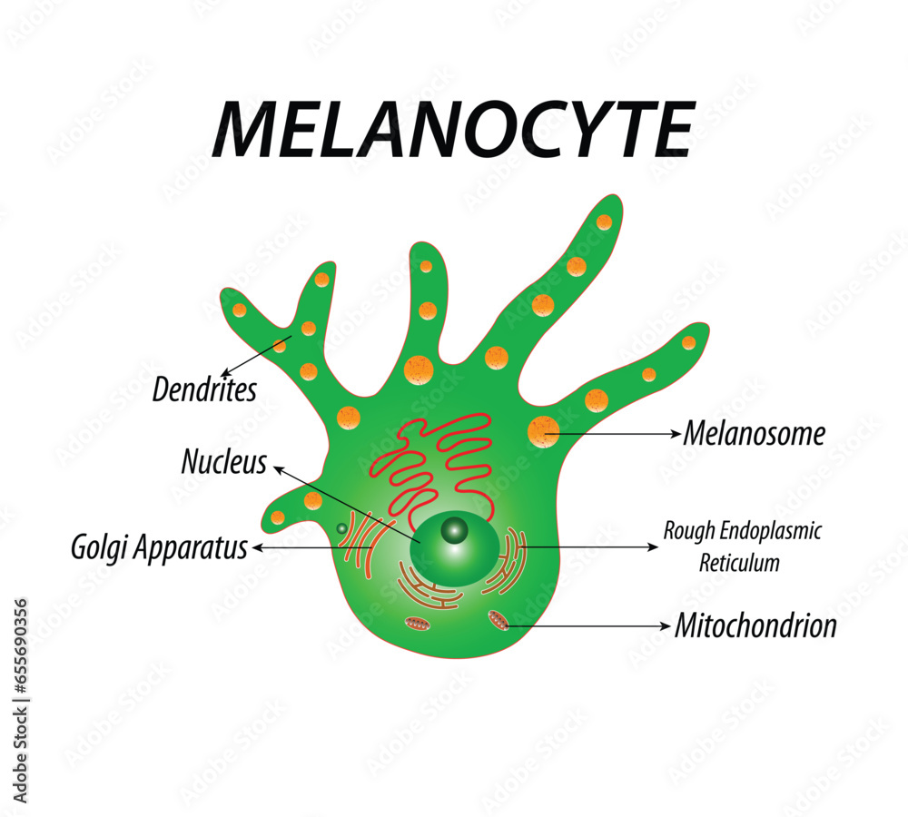 Melanocyte structure and anatomy. melanin-producing cells. Melanin is ...