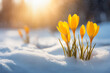 Leinwandbild Motiv Nature lighting of spring landscape with first yellow crocuses flowers on snow in the sunshine and beautiful sky. Life or nature botanical concept.
