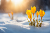 Fototapeta Natura - Nature lighting of spring landscape with first yellow crocuses flowers on snow in the sunshine and beautiful sky. Life or nature botanical concept.