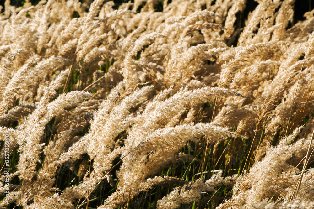 Rustic Grass Background Dry grass texture. Field of parched plants. Decorative rustic wedding ...