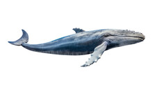 Whale Isolated On Transparent Background Cutout