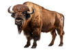 bison side view png ,American bison isolated on transparent background ,generative ai