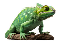 Green Chameleon Isolated On Transparent Background ,green Reptile Png ,generative Ai