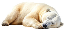 Sleeping Polar Bear Isolated On A White Background As Transparent PNG