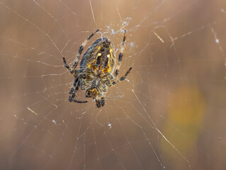 European Garden Spider or Cross Orb-Weaver Spider in close up with selective focus.