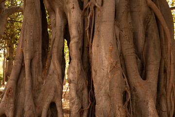 Poster -  tree bark background