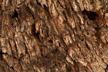Poster -  dry tree bark texture and background, nature concept