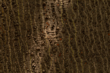 Poster -  tree bark background