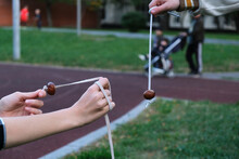 Conkers Game. Teenagers Are Playing Conkers. Selective Focus. Traditional Children Game Played Using Seeds Of Horse Chestnut Trees. Autumn Entertainment.