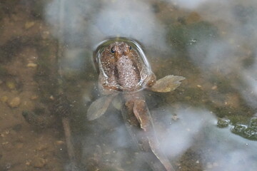 Poster - The giant mudskipper refers to several species of large, air-breathing fish belonging to the family Gobiidae and the subfamily Oxudercinae. |大彈塗魚