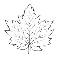 Wall Mural - Contour drawing of a maple leaf. Autumn leaf