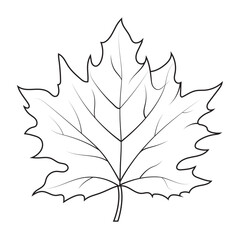 contour drawing of a maple leaf. autumn leaf