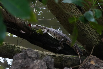 Poster - A baby saltwater crocodile, scientifically known as Crocodylus porosus, is an adorable yet potentially dangerous reptile. Saltwater crocodiles are the largest living reptiles in the world.|河口鱷|灣鱷