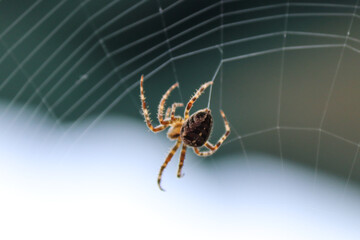 Cross spider is weaving its web