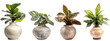 House plants in luxury vintage pot or vase isolated on transparent background generative ai
