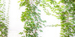 Bush grape or three-leaved wild vine cayratia (Cayratia trifolia) liana ivy plant bush, nature frame jungle border isolated on white background.