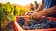person picking grapes in vineyard, person picking grapes, close-up of hand picking grapes, harvest for grapes