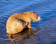 Wet redhead Muskrat or Ondatra zibethicus bathes in water of the Baltic Sea, Jurmala. Latvia.
