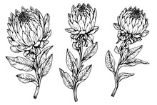 Elegant Protea Flower Hand Drawn Ink Sketch. Engraving Style Vector Illustration