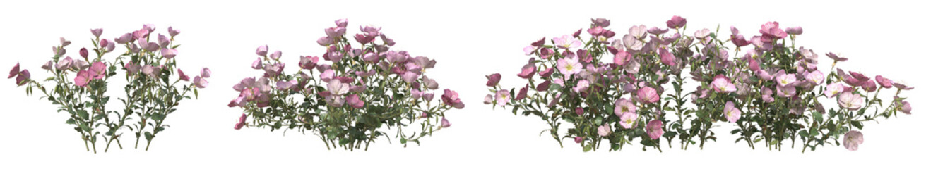 Wall Mural - Set of Pink evening primrose flower or Oenothera speciosa plant with isolated on transparent background. PNG file, 3D rendering illustration, Clip art and cut out