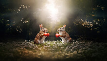Close Up Of Two Cute Boxing Hares In A Meadow