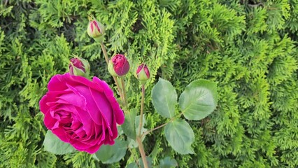 Wall Mural - flower of beautiful bright crimson rose against the background of green thuja
