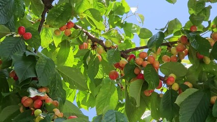 Canvas Print - branches with ripening cherry berries swaying in the wind on blue sky background