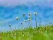 A group of blooming dandelions on a green meadow
