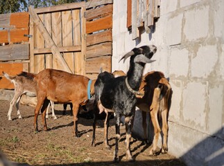 Wall Mural - Nubian goats in a pen on a farm