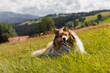 Fluffy dog lies on a green mountain meadow.