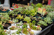 Large variety of drought resistant succulent plants in small pots are ready for sale