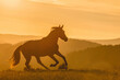 A berber arab horse in front of a stunning sunset landscape in late summer outdoors