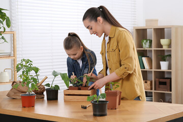 Canvas Print - Mother and daughter planting seedlings into pots together at wooden table in room