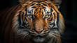 Portrait Tiger