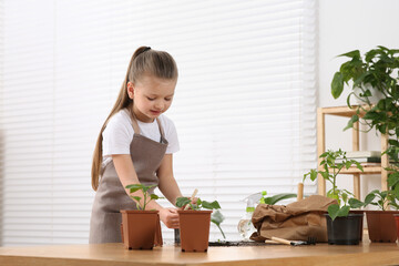 Canvas Print - Cute little girl planting seedling into pot at wooden table in room