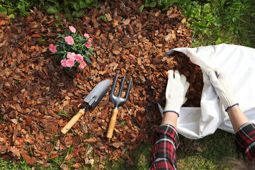 Wall Mural - Woman mulching beautiful flowers with bark chips in garden, top view