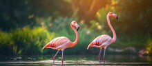 American Flamingo Gracefully Strolling In A Pond With Lush Greenery