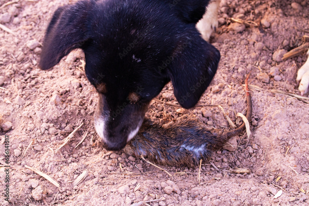 Dogs Hunt Rats Thai breed of black dog bite rat, mouse dies on sandy brown ground ...